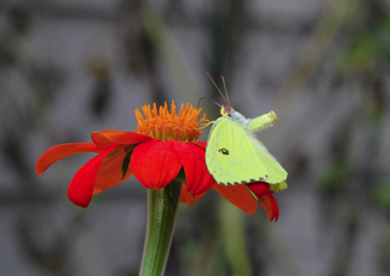 Cloudless Sulphur female